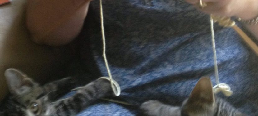 Knitting & Cats Don’t Mix – Or Do&nbsp;They?